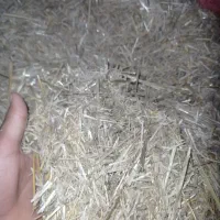 کاه جو شیلیف کرده مفت