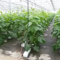 پایین آوردن خیار،سرپیچ،هرس