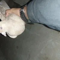 کبوتر