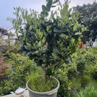 یاس هلندی سطل 12 قیمت توافقی