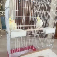 عروس هلندی