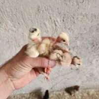 جوجه گردن لخت و کاکلی کاکل توپی (خانه طیور)