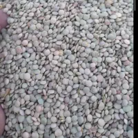 عدس