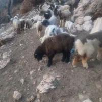 بره شیری