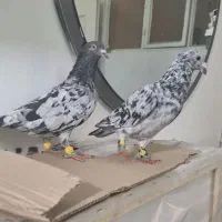 هفرنگ جفتگاه