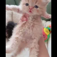 بچه گربه با مرام