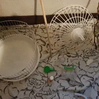 قفس پرنده
