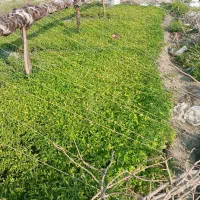 نهال  گوجه درجه یک ۳×۸ قیمت ۱۰میلیون
