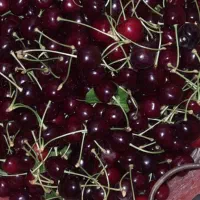 البالو تازه درجه یک زنوز گیلانار