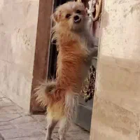 سگ گمشده