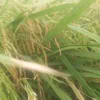 شالی فجر سوزنی