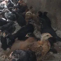 جوجه گلپایگان
