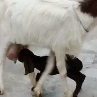 بز زاییده