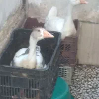 فروش دوعددغاز...