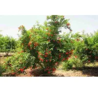 باغچه 300 متری