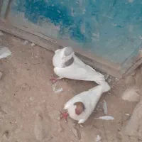 یک جفت رنگه کبوتر خال ساده با جوجه نر آلمانی
