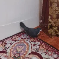 نره ریشه خوبه