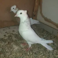 هفت رنگ طوقی