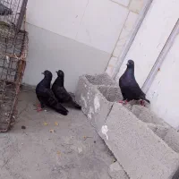 زاغ