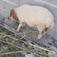 بره ماده
