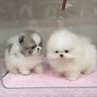 پامرکده سگ پامر خرسی/پامرانین اصیل