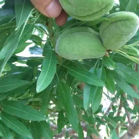 خریدار بادام