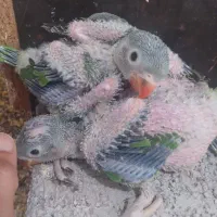 جوجه طوطی سبز