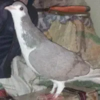 ساده دم سفید  ماده