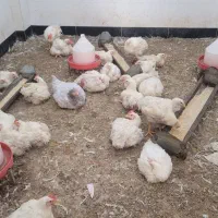 کارگر  مرغ فروشی