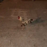ازعکس مشخصه. اونهایی که مرغ و خروس دارن میفهمن