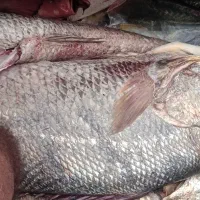 میش ماهی یا ماهی کر