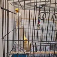 عروس هلندی  دو جفت