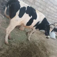 گاو