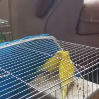 مرغ عشق  هلندی مولد