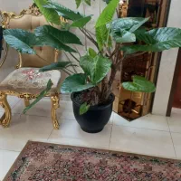 گل طبیعی بزرگ و شیک با گلدون شیک