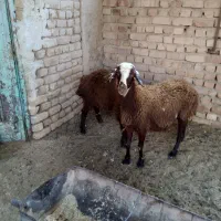 گوسفند درمزرعه وحیوانات