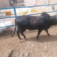 گوساله