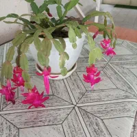 این کریسمس زیبا فقط ۳۵۰ تومن