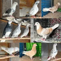 ۱۵ تا کفتر پرشی نشون دار