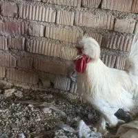 فروش مرغ