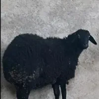 بره قوچ