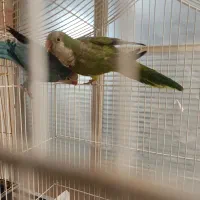 فروش جفت مولد