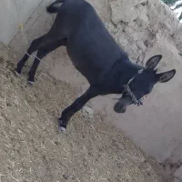 الاغ نر جوان