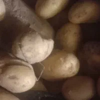 سیبزمینی تازه موجوده