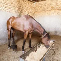 مادیان تروبرد 5ساله
