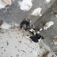 کفتر