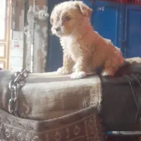 سگ پاکوتاه