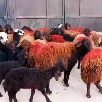میش بره دار قزل افشار آبستن سنگین گوسفند