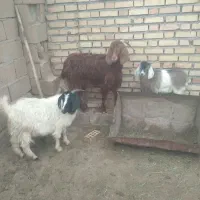 بز رسمی