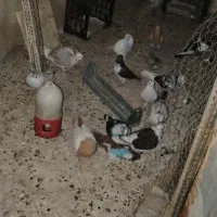 فروش کفتر